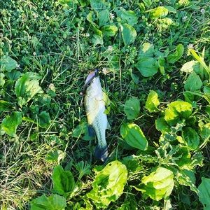 Meet your Posher, Dillon